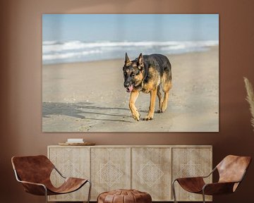 Duitse herder op het strand van Henk van den Brink