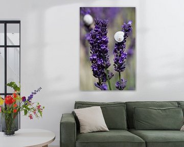 Lavender by Jolanda van Eek en Ron de Jong