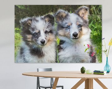 Portret van twee jonge Sheltie hondjes. van Ben Schonewille