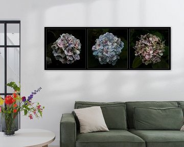 Triptych of Hydrangeas by Hans Kool