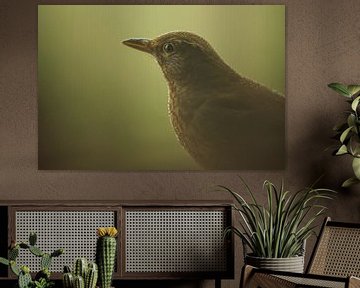 Blackbird sur Douwe Schut