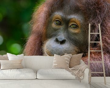 Orang-oetan portret van Richard Guijt Photography
