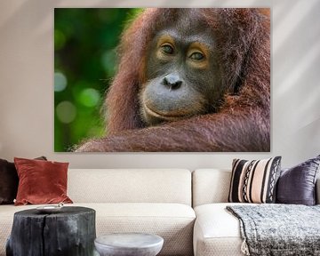 Portrait d'un orang-outan sur Richard Guijt Photography