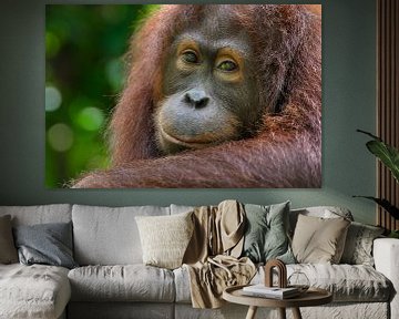 Orang-oetan portret van Richard Guijt Photography