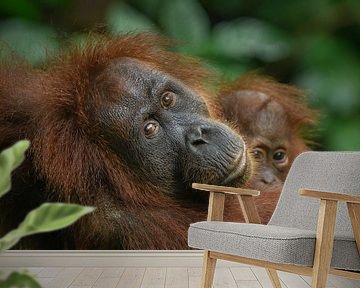 Orang-oetan moeder met kind van Richard Guijt Photography