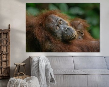 Orang-oetan moeder met kind