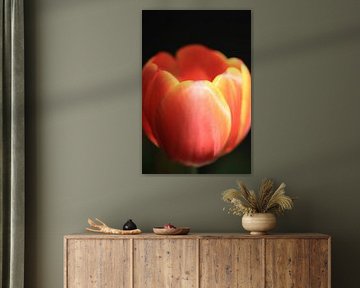 Tulup von Judith Marie