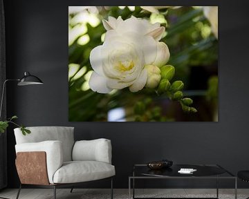 Fresia von Irene de Moree