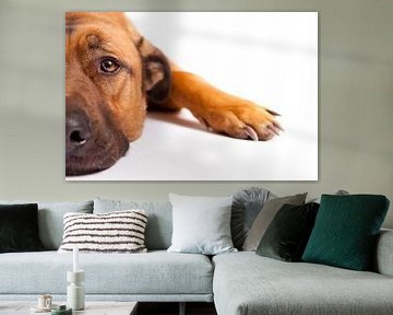Rustende hond van Wim Demortier