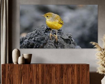 Galapagos Yellow Warbler sitting on lava van Tim van Vilsteren