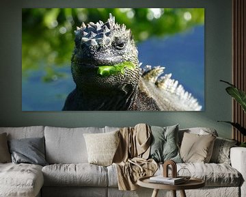 Marine iguana chewing a seaplant van Tim van Vilsteren