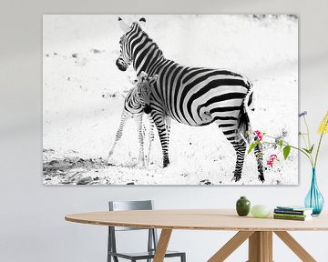 Zebra mit Jungen von Tom van de Water