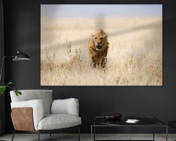 Lion in open field by Tom van de Water