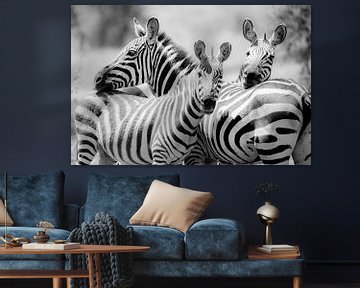 Zebras in einer Gruppe von Tom van de Water