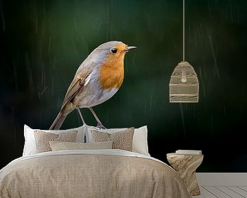 Robin in the rain by Misja Kleefman