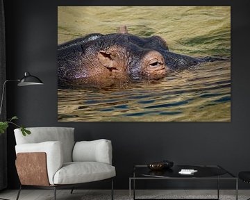 Nijlpaard in het water sur Jeroen van Deel