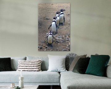 Rij pinguïns  by Jeroen van Deel