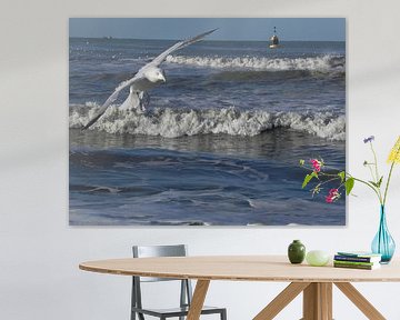 flying seagull