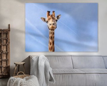 Giraffe van Elly Damen