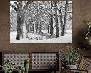 Eiken in een winters bos. by Tony Ruiter