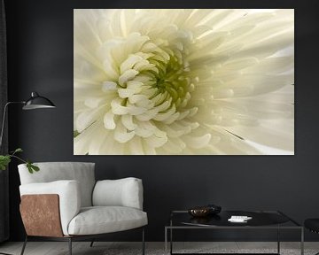 Chrysantheme von Tanja van Beuningen