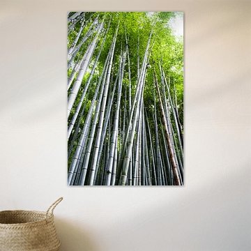 Bamboo trees in Kyoto's bamboo forest