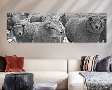 groep schapen panorama sur Matthijs Temminck