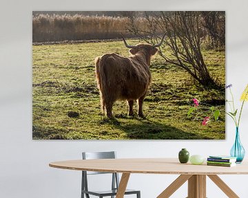 Schotse Hooglanders van Leila Voet