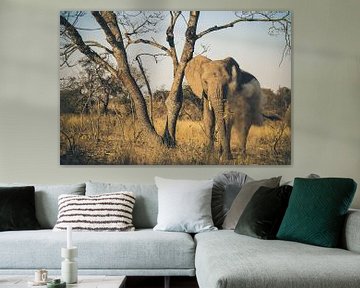 Olifant sur Annette van den Berg