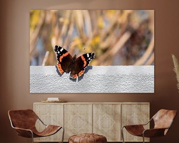 Vlinder op muurtje van Edwin Butter