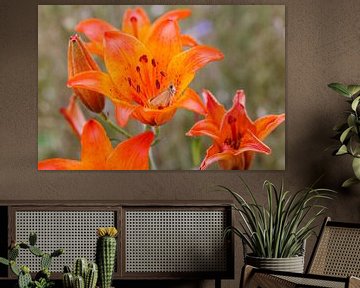 Orange rose lily with butterfly at Govelin in Germany by Martin Stevens