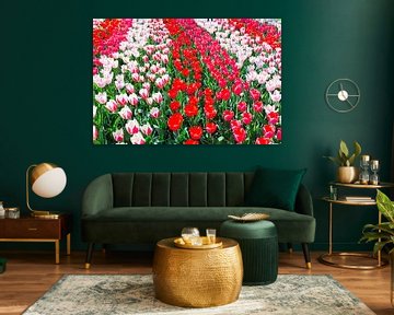 Tulpenveld met verschillende kleuren rode tulpen in rijen. van Ben Schonewille