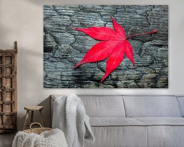 Red fall maple leaf on black burnt wood by Ben Schonewille