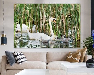 Couple white swans with young cygnets by Ben Schonewille