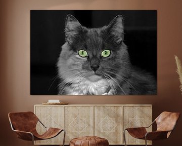 huiskat-House cat-Chat domestique-Hauskatze van aldino marsella