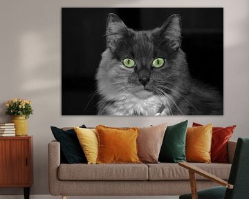 huiskat-House cat-Chat domestique-Hauskatze van aldino marsella