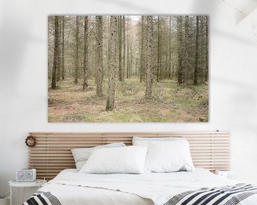 Bois avec des pins, Darazac.