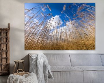 Golden yellow reed culms against a Dutch overcast sky. One2expose Wout Kok Photography. by Wout Kok