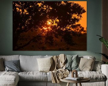 oranje zon door de boom van Remco Van Daalen