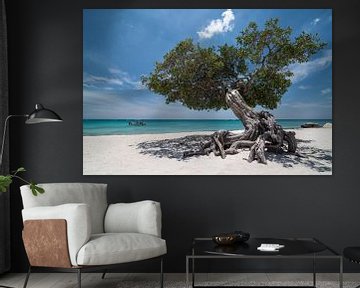 Divi divi arbre sur la plage de palmiers d'Aruba sur eusphotography