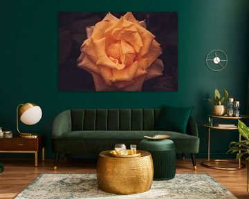 Oranje roos van Stedom Fotografie