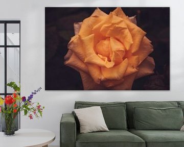 Oranje roos von Stedom Fotografie