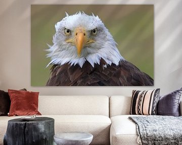 Bald Eagle is watching you ! van Marcel de Bruin