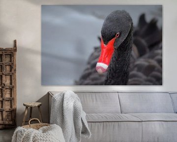 Mooie zwarte zwaan met wat druppeltjes in zijn veren by Joyce Derksen