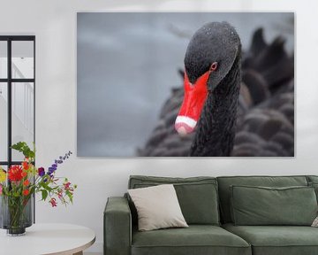 Mooie zwarte zwaan met wat druppeltjes in zijn veren van Joyce Derksen