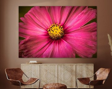 Large pink flower by Stedom Fotografie