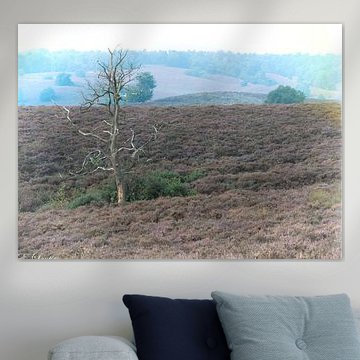 dode boom op de veluwe