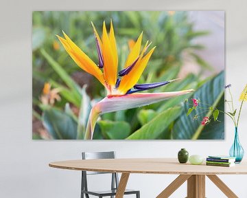 Macro Crane flower Strelitzia reginaei sur Ben Schonewille