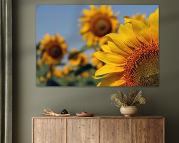 Zonnebloemen, Sunflowers, Tournesols, Sonnenblumen van Inge van Boekholt