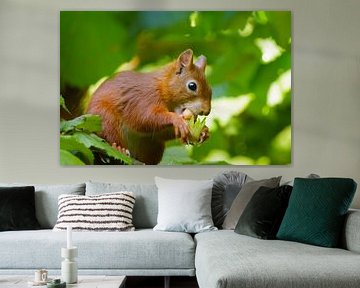 Red squirrel eats hazelnut